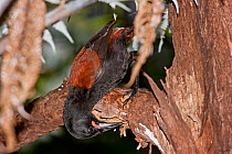 North island saddleback (Philesturnus rufusater) adult male hangs upside down whilst hammering at a rotten branch for insect food, Little Barrier Island, Hauraki Gulf, New Zealand, September.