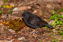 Chatham island black robin (Petroica traversi) male holding several mealworms used to attract it, allowing the tracking bands to be read, Caravan Bush, Pitt Island, Chatham Islands, New Zealand, Novem...