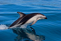 Dusky dolphin (Lagenorhynchus obscurus) breaks the surface, Kaikoura, Canterbury, New Zealand. November.