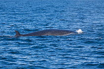 Bryde's whale (Balaenoptera edeni) breaks the surface of the sea showing its back and dorsal fin, Hauraki Gulf, Auckland, New Zealand, November.