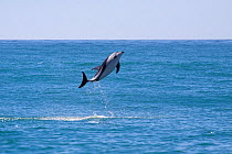 Dusky dolphin (Lagenorhynchus obscurus) leaping from the sea. Kaikoura, Canterbury, New Zealand, January.