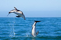 Dusky dolphins (Lagenorhynchus obscurus) courting pair leaping from the sea, Kaikoura, Canterbury, New Zealand, January.