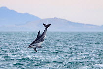 Dusky dolphin (Lagenorhynchus obscurus) somersaults from the water, Kaikoura, Canterbury, New Zealand. February.