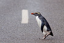 Fiordland crested penguin (Eudyptes pachyrhynchus) crosses the road heading back to sea, Jackson Bay, West Coast, New Zealand, February.