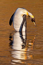 King penguin (Aptenodytes patagonicus) baths in shallow water with a golden reflection at sunrise, Grytviken Harbour, South Georgia, South Atlantic, March.