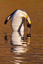 King penguin (Aptenodytes patagonicus) baths in shallow water with a golden reflection at sunrise, Grytviken Harbour, South Georgia, South Atlantic, March.