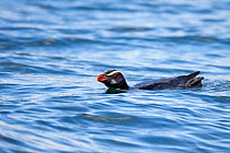 Fiordland crested penguin (Eudyptes pachyrhynchus) swimming at sea, off Stewart Island, New Zealand. December.