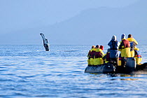Humpback whale fin (Megaptera novaeangliae) with cruiseship passengers watching from a zodiac, Admiralty Island, Alaska, United States, July. No release available.