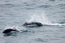 Dall's porpoise (Phocoenoides dalli) two breaking the surface with their characteristic rooster tail of spray, off Kayak Island, Alaska, United States, July.