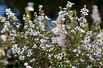 Whitehead (Mohoua albicilla) peers out from a flowering bush whilst foraging, Tiritiri Matangi Island, Auckland, New Zealand, September.