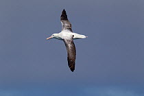 Southern Royal albatross (Diomedea epomophora) in flight at sea, showing the upperwing pattern, Kaikoura, Canterbury, New Zealand, October.