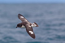 Cape petrel (Daption capense) in flight showing the distinctive upperwing pattern. Kaikoura, Canterbury, New Zealand, October.