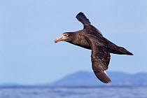 Northern giant petrel (Macronectes halli) flying at sea with land in the background, Kaikoura, Canterbury, New Zealand, October.