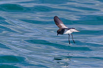 Grey-backed storm-petrel (Garrodia nereis) hovers above the water whilst it feeds. Kaikoura, Canterbury, New Zealand, October.