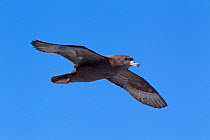 Flesh-footed shearwater (Puffinus carneipes) in flight showing the underwing and flesh-coloured feet, Hauraki Gulf, Auckland, New Zealand, November.