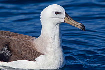 Black-browed (Thalassarche melanophrys) or Campbell albatross (Thalassarche impavida) young rests on the water with beads of water on its back, off Whitianga, Coromandel Peninsula, New Zealand, Novemb...