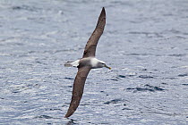 White-capped albatross (Thalassarche steadi) skimming the water with wing, off Stewart Island, New Zealand, November.