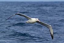 Southern Royal albatross (Diomedea epomophora) flying at sea, off Stewart Island, New Zealand, November.