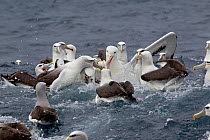 Southern Royal albatross (Diomedea epomophora) comes in to try and steal food from a group of Salvin's (Thalassarche salvini) and White-capped albatrosses (Thalassarche steadi) off Stewart Island, New...