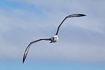 White-capped albatross (Thalassarche steadi) flying directly at the camera, off Stewart Island, New Zealand. November.