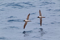Light-mantled sooty albatross (Phoebetria palpebrata) pair in flight low to the sea, showing upperwing, Drake Passage, South Atlantic, December.