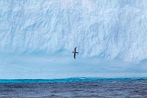 Light-mantled sooty albatross (Phoebetria palpebrata) in flight against a massive iceberg. Drake Passage, South Atlantic, December.