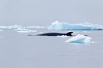 Antarctic minke whale (Balaenoptera bonaerensis) breaking the surface briefly to breath, Skonthorp Cove, Antarctic Peninsula, Antarctica, December.