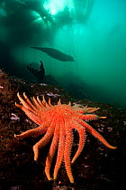 Steller sealion (Eumetopias jubatus) 3 metre long male swimming out of a kelp forest, passing a colourful Sunflower star (Pycnopodia helianthoides) Race Rocks, Victoria, Vancouver Island, British Colu...