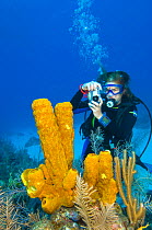 Diver photographing a large formation of yellow tube sponges (Aplysina fistularis) growing on a coral reef, North Wall, Grand Cayman, Cayman Islands, British West Indies, Caribbean Sea. Model released...
