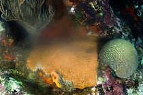 Annual spawning of a massive Starlet coral (Siderastrea siderea) releasing a cloud of gametes at night in late summer, Georgetown, Grand Cayman, Cayman Islands, British West Indies, Caribbean Sea.