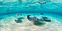 Southern stingray (Hypanus americanus) school swimming in clear shallow water over sand ripples, Grand Cayman, Cayman Islands. British West Indies.
