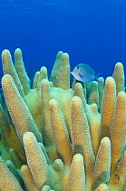 Herbivorous blue tang (Acanthurus coeruleus) swimming through the rigid branches of a pillar coral (Dendrogyra cylindrus) East End, Grand Cayman, Cayman Islands, British West Indies. Caribbean Sea.