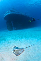 Southern stingray (Hypanus americanus) swimming over sand by the stern of the USS Kittiwake (US Military submarine rescue vessel) with diver in background. Photograph was taken shortly after the wreck...
