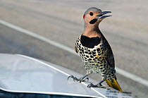 Northern flicker (Colaptes auratus) male perched on the bonnet of a truck displaying to his reflection in the windscreen, East End, Grand Cayman, Cayman Islands, British West Indies, Caribbean Sea.