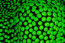 RF- Boulder star coral (Montastrea annularis) showing fluorescent green coloration, photographed under blue light at night, to excite fluorescent pigments in the coral, East End, Grand Cayman, Cayman...