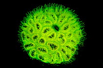 Golfball coral (Favia fragum) colony showing fluorescent green when photographed under blue light, at night, East End, Grand Cayman, Cayman Islands, British West Indies, Caribbean Sea.