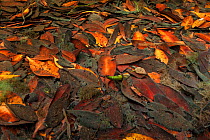 Red mangrove trees (Rhizophora mangle) leaves and a seed pod decomposing on the seabed. Mangrove leaves are shed so frequently that an acre of red mangrove will drop about 3 tons a year, North Sound,...