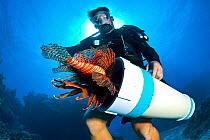 Diver catching a Lionfish (Pterois volitans) in collection tube. The Indo-Pacific lionfish are an invasive species on Caribbean reefs and free from natural predators thrive at much higher population d...