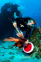 Diver catching a Lionfish (Pterois volitans)  in collection tube. The Indo-Pacific lionfish are an invasive species on Caribbean reefs and free from natural predators thrive at much higher population...