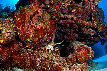 Caribbean spiny lobster (Panulirus argus) sheltering under an overhang on a coral reef, East End, Grand Cayman, Cayman Islands, British West Indies, Caribbean Sea.