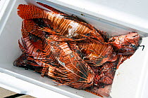A cooler containing recently culled invasive Lionfish (Pterois volitans). The Indo-Pacific lionfish are an invasive species on Caribbean reefs and free from natural predators thrive at much higher pop...
