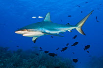 Caribbean reef shark (Carcharhinus perezii)  with a pair of bar jacks (Caranx ruber) cruises through a school of black durgon (Melichthys niger) above a coral reef, East End, Grand Cayman, Cayman Isla...