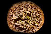 Brain coral (Pseudodiploria strigosa) close focus wide angle view. Photograph is not digital manipulated, but taken with a fisheye lens placed very close to the coral with flashes aimed to illuminate...