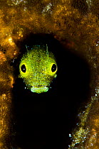Secretary blenny (Acanthemblemaria maria) peering out from a hole in the reef, East End, Grand Cayman, Cayman Islands, British West Indies, Caribbean Sea.