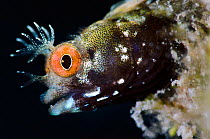 Roughhead blenny (Acanthemblemaria aspera) male portrait. This species is very small, just 20mm long and 1-2mm deep, East End, Grand Cayman, Cayman Islands, British West Indies, Caribbean Sea.