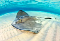 Southern stingray (Hypanus americanus) female swimming over a shallow sand bank, North Sound, Grand Cayman, Cayman Islands. British West Indies, Caribbean Sea.