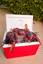 A cooler filled with recently culled invasive lionfish (Pterois volitans). The Indo-Pacific lionfish are an invasive species on Caribbean reefs and free from natural predators thrive at much higher po...