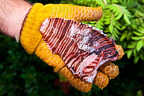 Man wearing glove holding a fillet of a culled invasive lionfish (Pterois volitans). The Indo-Pacific lionfish are an invasive species on Caribbean reefs and free from natural predators thrive at much...