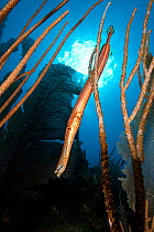 Trumpetfish (Aulostomus maculatus) hiding amongst the branches of a Porous sea rod (Pseudoplexaura sp) as it hunts for its prey of small fish, East End, Grand Cayman, Cayman Islands, British West Indi...