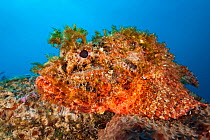 Spotted scorpionfish (Scorpaena plumieri) waits to ambush prey on top of a boulder on a coral reef, East End, Grand Cayman, Cayman Islands, British West Indies, Caribbean Sea.